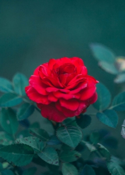 娇艳迷人的红玫瑰图片手机壁纸