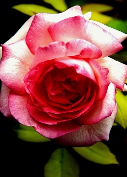 唯美鲜艳植物花卉图片手机壁纸