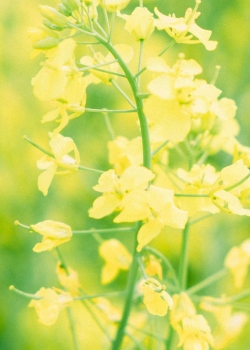 清新自然油菜花风景手机壁纸