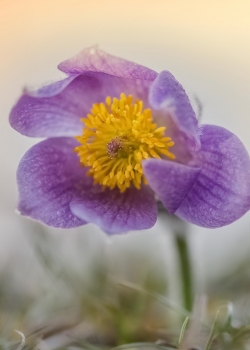 清新花卉植物手机壁纸图片