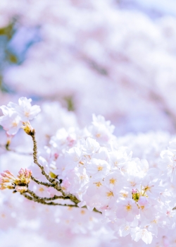 公园樱花风景手机壁纸