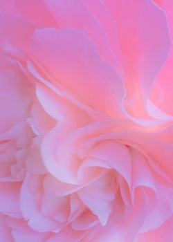 花瓣微距清新手机壁纸