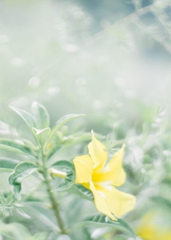 小清新养眼摄影高清手机壁纸