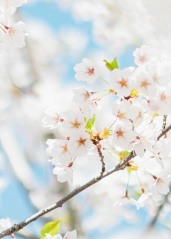唯美樱花手机壁纸图片