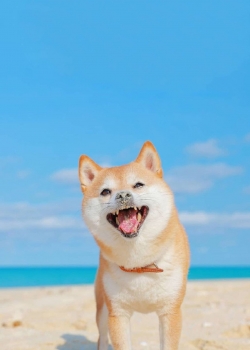 可爱呆萌的柴犬图片手机壁纸