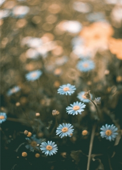 可爱小清新花卉摄影高清手机壁纸