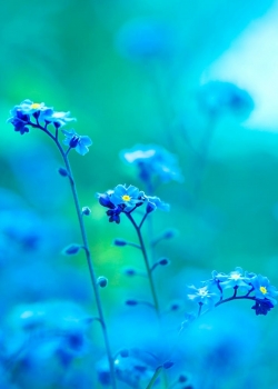 唯美好看的花卉图片手机壁纸