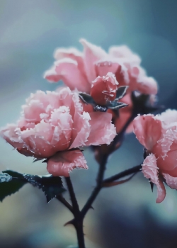 精致唯美的花卉图片手机壁纸