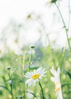 清新护眼植物花卉图片手机壁纸