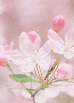 粉色花朵植物手机壁纸