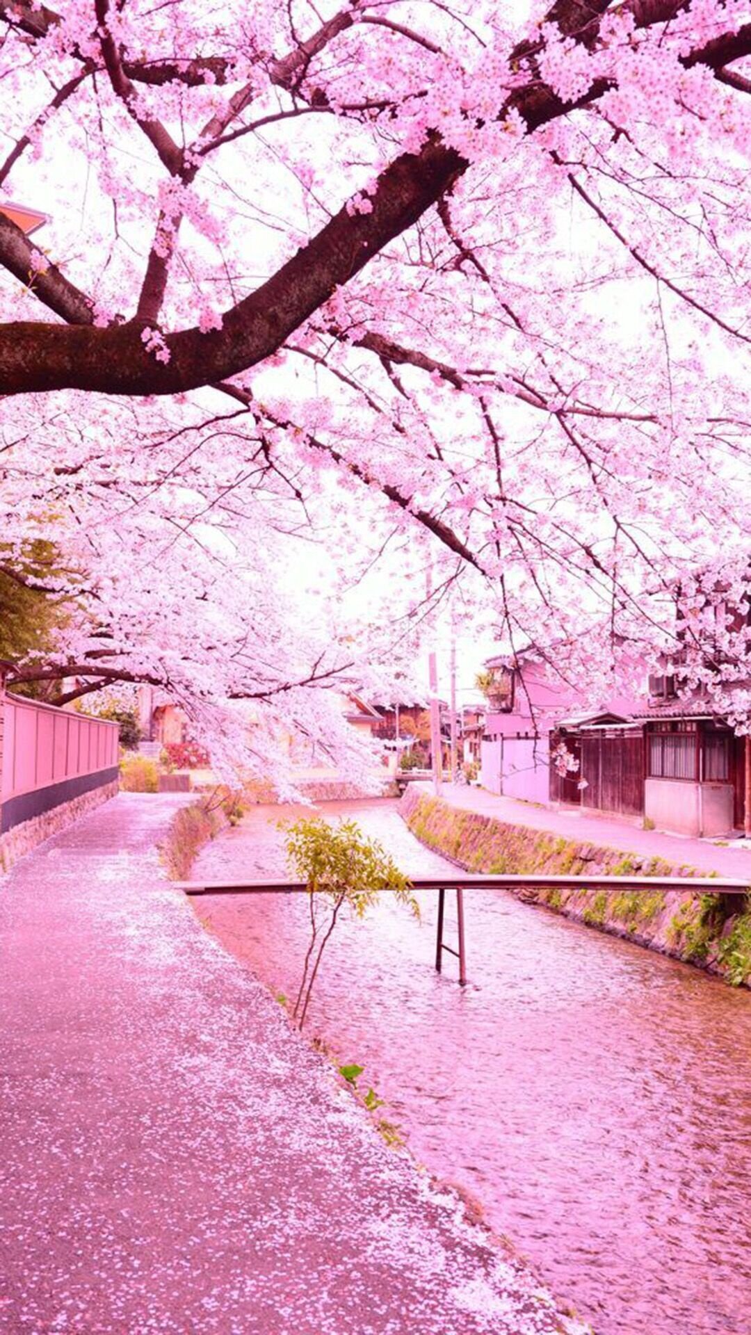 粉色浪漫樱花唯美高清手机壁纸