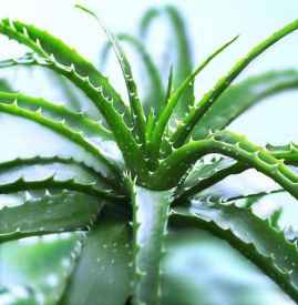 鲜芦荟能祛痘吗 鲜芦荟可以祛痘吗