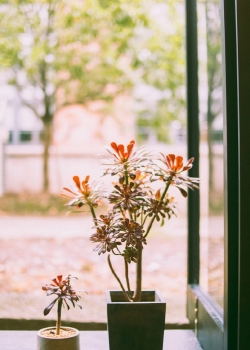 文艺格调家居静物高清手机壁纸