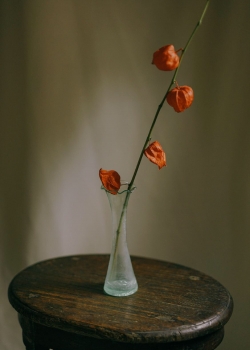 唯美日常静物摄影高清手机壁纸