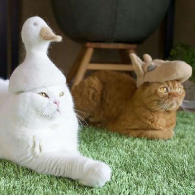 苏瓷:可爱动物头像（宠物 猫咪 可爱 微信 萌）