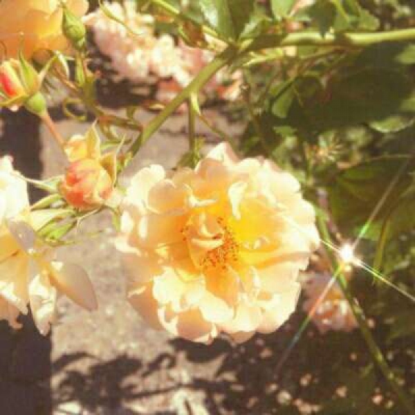 江奕/唯美浪漫黄色背景图/山河入梦 你入我心