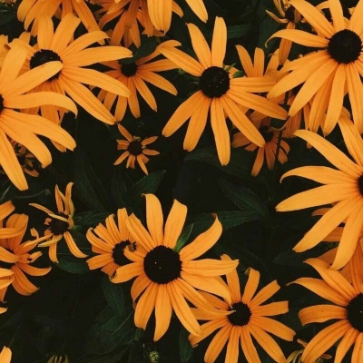 念七 橙色系ins静物头像