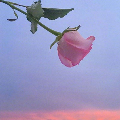 微信头像 花的世界♡