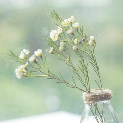 简约森系风景静物头像2025   南栀あい久念