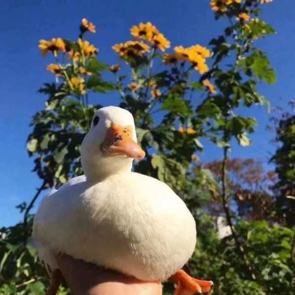 江来/今天也要开心鸭~