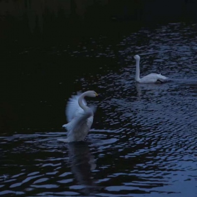 风景静物头像  向月亮倾诉秋天的秘密