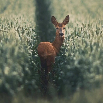 小鹿/风景图片/丛林精灵 Konsta Punkka ​​​