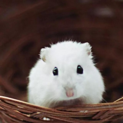 林知晚  萌宠图片 萌化人心的宠物图片可爱壁纸