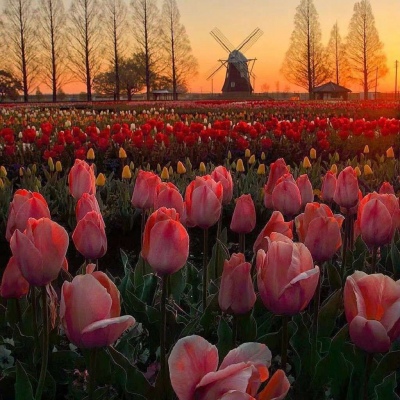 辰时与黄昏的下的郁金香