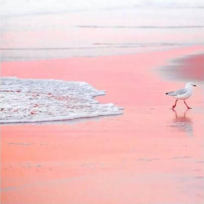 背景图/风景花朵，所有美好都在这里了