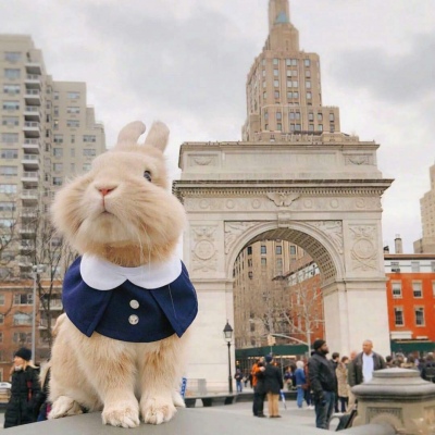 林知晚  兔子背景图/带着兔子去旅行