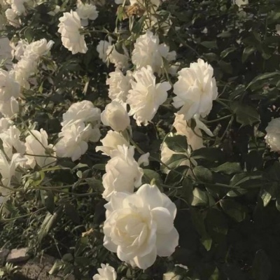 风景静物背景/花朵美图♡给你最好的一切