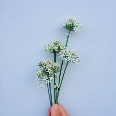 静物唯美头像大全      荼谧故人