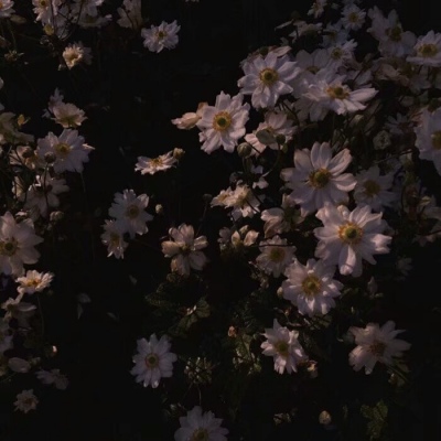 风景静物头像  能被取代的始终是不重要