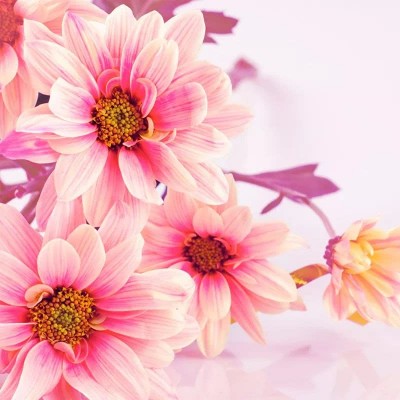 花朵风景头像 十里