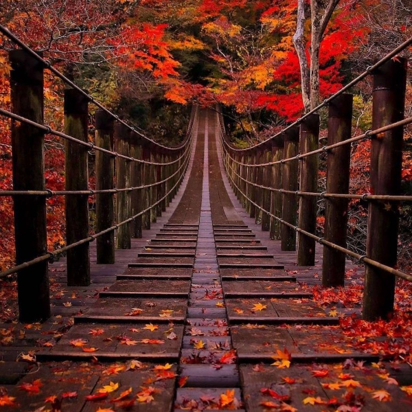 顾羽书.  意境唯美背景图