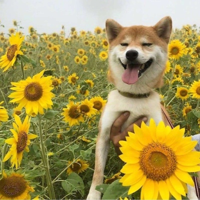 季清 (黄色治愈系背景图 头像)