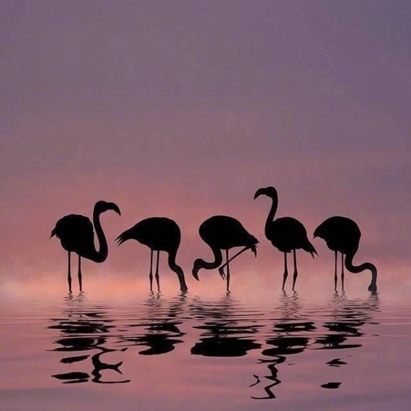 晚霞中的火烈鸟   摄影师：Dominic Liam ​​​