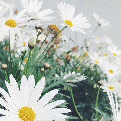 白灏宇：花朵风景头像     你主动找我不行吗？