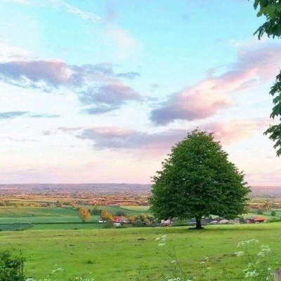 绿色唯美治愈系头像/但是怎么说 总觉得 你会是我的