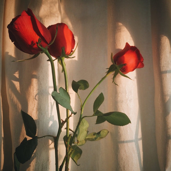 关于玫瑰 唯美背景图