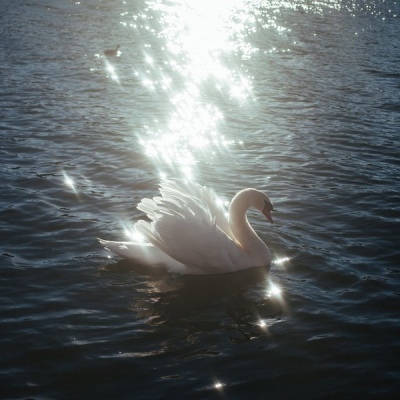 唯美梦幻天鹅湖