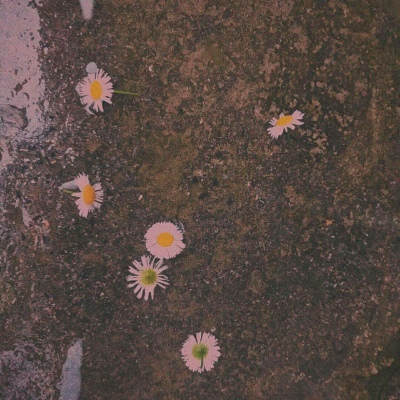 沈言/背景图/等到你音讯全无我再去爱这世间万物