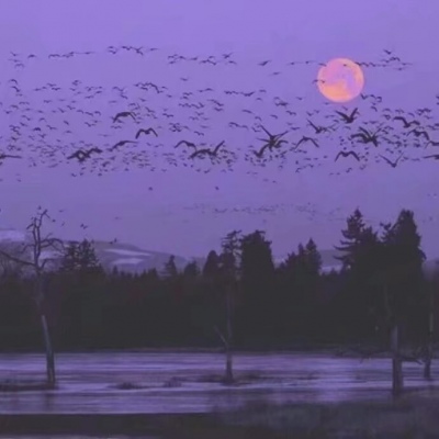 紫色系头像    山野万里 你是我藏在微风里的欢喜