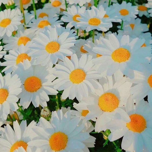 小锥菊壁纸 抓住夏天的小尾巴~