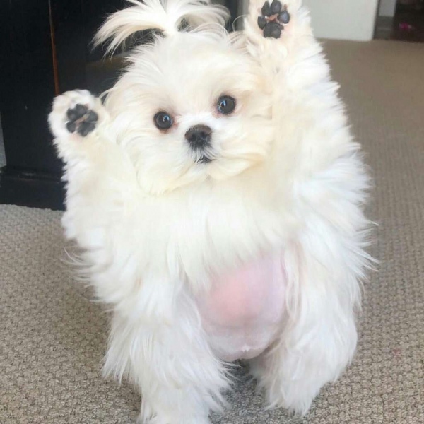 念七 举个手的小狗