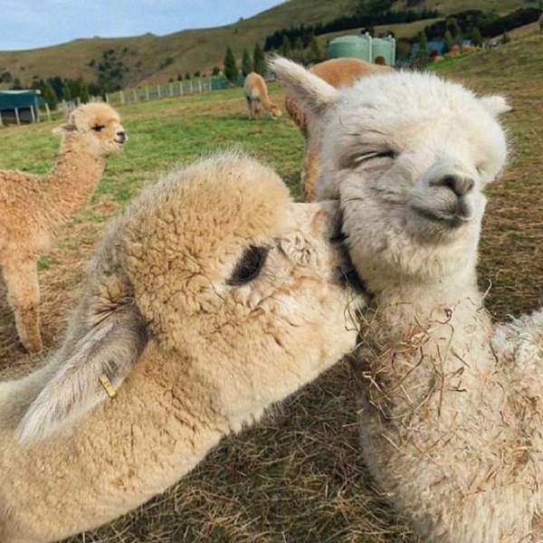 风景图/温馨有爱的新西兰莎玛拉羊驼牧场 ​​​