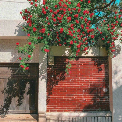 玫瑰  偏爱是一种很奇妙的滋味  试试吗  沈俞讪