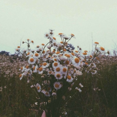 雏菊花语：天真、和平、希望、纯洁的美以及深藏在心底的爱