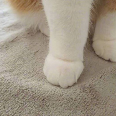 林知晚  可爱小爪爪宠物图片