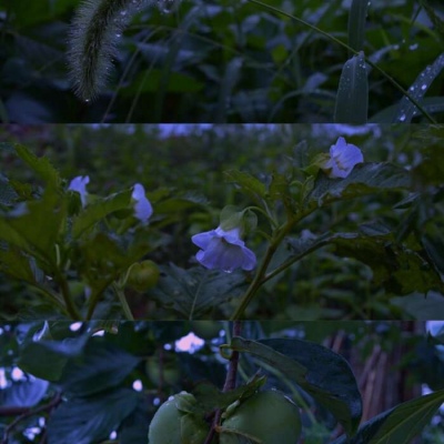 沐糖/风景静物的冷色聊天壁纸 唯美高级优质